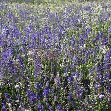 Дом отдыха Rustico Maiensaess Puetschai Санта-Мария-Валь-Мюстаир