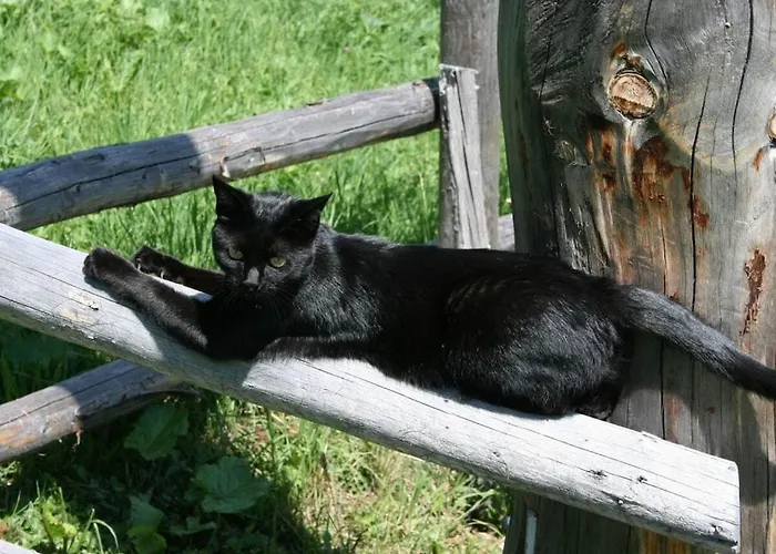 Rustico Maiensaess Puetschai Дом отдыха Санта-Мария-Валь-Мюстаир