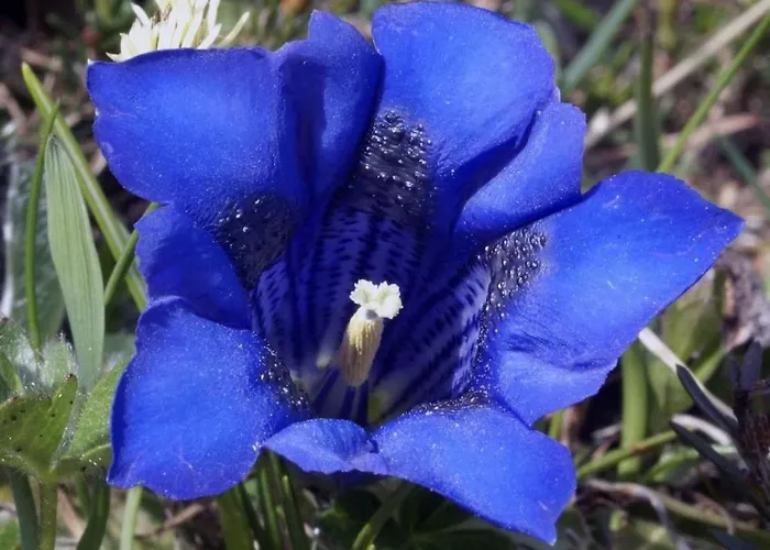 Дом отдыха Rustico Maiensaess Puetschai Санта-Мария-Валь-Мюстаир