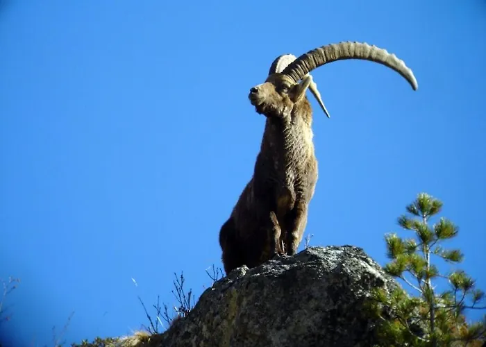 Rustico Maiensaess Puetschai Holiday home *